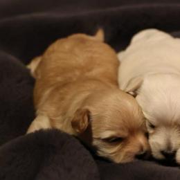 Amaretto - Gold male Morkie puppy in Tucson, Arizona from Sun-Kissed Morkies