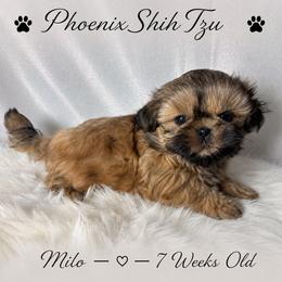 Milo is a Sweet Little Guy - Gold male Shih Tzu puppy in Hayden, Idaho from Phoenix Shih Tzu