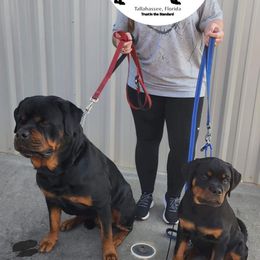 Rottweiler Puppies from Von Der Quinn Rottweilers