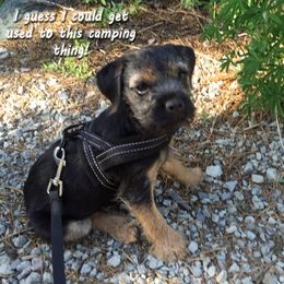 Border Terrier Puppies from Silli's Border Terriers