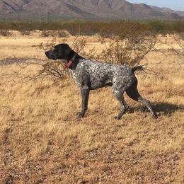 Roxy - German Shorthaired Pointer