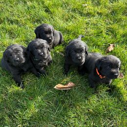 Boy 4 - Black male Labrador Retriever puppy in Beavercreek, Oregon from Grace's Labrador Retrievers
