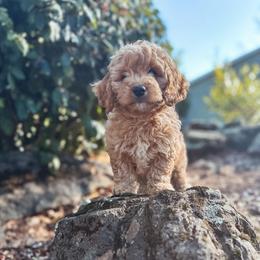 Butterscotch - Yellow and white male Bernedoodle puppy in Shingle Springs, California from Kindred Oak Goldendoodles