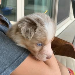 Butterscotch (Red Merle with Tail) - Red merle male Miniature Australian Shepherd puppy in Douglas, Arizona from Starry-Eyed Mini Aussies with Tails