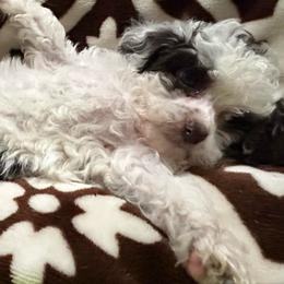 Spot - Brown female Poodle puppy in Mineral Wells, Texas from S.H.A.R.P.’s Toy Poodles