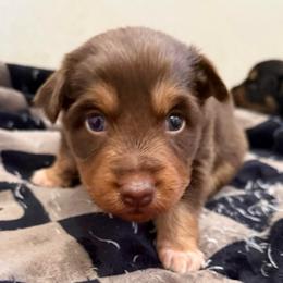 Ariel - Red tri-color female Australian Shepherd puppy in East Hartford, Connecticut from CT Aussies