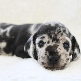 Jasmine - Dapple female Dachshund puppy in Fairfax, Iowa from Grayson’s Lovable Dachshunds