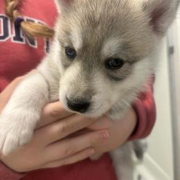 Able - Black tan and white male Siberian Husky puppy in Middlebury, Vermont from Rebel Huskys