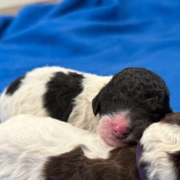 Truffle (Red Band) - Parti male Poodle puppy in Plainfield, New Jersey from Caris Paws Poodles and Labradoodles