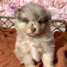 Pomeranian Puppies from Nel’s Pomeranians
