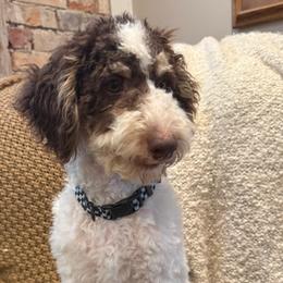 Wolf - Brown and white male Bernedoodle puppy in Ogden, Utah from Stanger Farms
