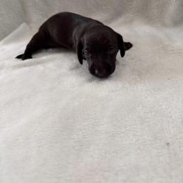 Black widow - Black female Dachshund puppy in Atwater, California from Dachshunds of cali