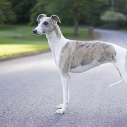 Noel - Whippet