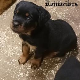 Rottweiler Puppies from Hurleyhaus Rottweilers