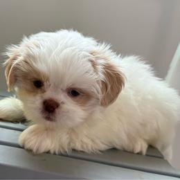 Lucas - Cream and white male Shih Tzu puppy in Covington, Georgia from Top Hats 2  Shih Tzu’s