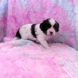 Lil Pocket - Black and white female Cavapoo puppy in Knoxville, Tennessee from Rocky Top Cavapoos