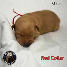 Copper Red Collar - Yellow male Labrador Retriever puppy in Elloree, South Carolina from Moonlight Kennels LLC