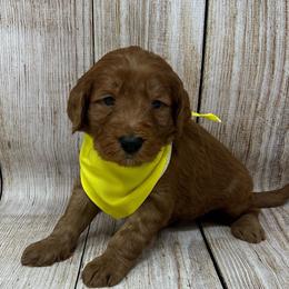 Aspen's Yellow Female - Apricot female Goldendoodle puppy in Great Falls, Montana from Montana Goldendoodles