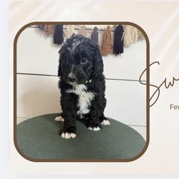 Sweetie - Black and white female Bernedoodle puppy in Bellevue, Iowa from Blended Acres & Kennels