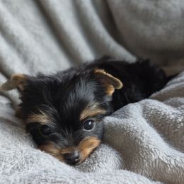 Leo - Blue and gold male Yorkshire Terrier puppy in Alden, Minnesota from Sparrow Yorkshire Terriers