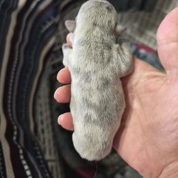 Blue merle little white - Blue female French Bulldog puppy in Summerville, Tennessee from R&J Frenchie