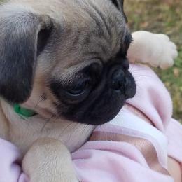 Pug Puppies from My princess pugs