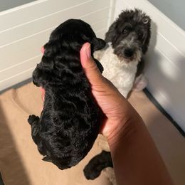 Sophia - Black female Goldendoodle puppy in Stafford, Virginia from Morris Doodles Virginia