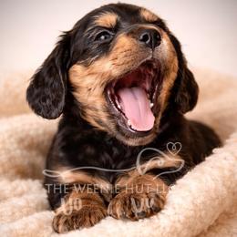 Lady Bay AKC - Chocolate and tan female Dachshund puppy in Crandall, Texas from The Weenie Hut LLC