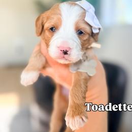 Toadette - Red female Bernedoodle puppy in West Haven, Utah from Split Mountain Doodles