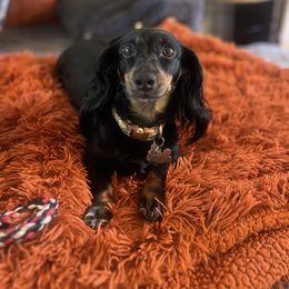 Chillybeans - Dachshund