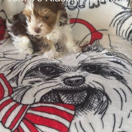 Zana - Chocolate, tan and white female Yorkshire Terrier puppy in Dierks, Arkansas from Yorkie’s Klassie Kreations