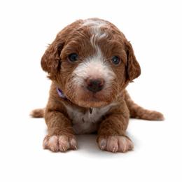 Purple girl - Red  female Goldendoodle puppy in Hot Springs, Arkansas from Hot Springs Kennels