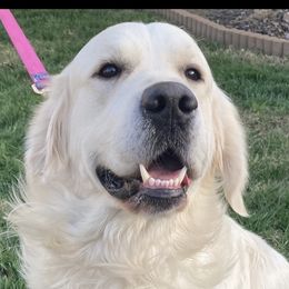 Boo - Golden Retriever