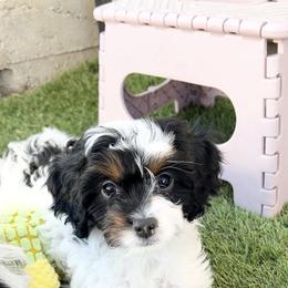 Cavapoo Puppies from Joyler Puppies