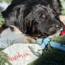 Sophia - Tri-color female Bernedoodle puppy in Wilkesboro, North Carolina from Bernedoodle Love Puppies