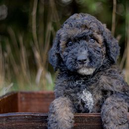 Juke - Sable male Bernedoodle puppy in Crete, Nebraska from Doodles & Co
