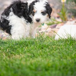Bernedoodle and Goldendoodle Puppies from Sunnydoodle Utah