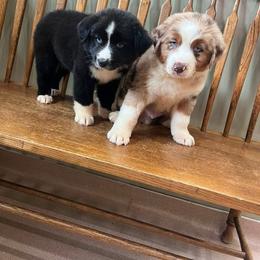 Australian Shepherd puppies from C&S Kennels