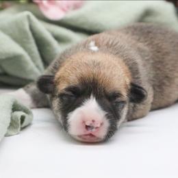 Ivy - Red female Pembroke Welsh Corgi puppy in Plains, Montana from Diamond Corgis