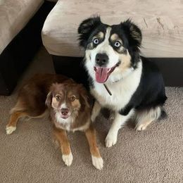 Australian Shepherd Puppies from True Heart Aussies