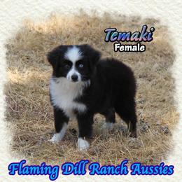Temaki - Black tri female Toy Australian Shepherd puppy in Forestburg, Texas from Flaming Dill Ranch Aussies