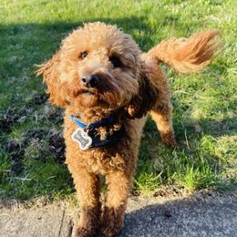 Nugget - Goldendoodle