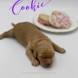 Goldendoodle Puppies from Dapper Doodles of Tennessee