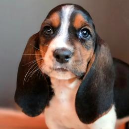 Otis - Black tan and white male Basset Hound puppy in Lebanon, Ohio from Lady Mae Bassets
