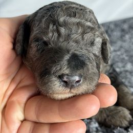 Olaf - Merle male Goldendoodle puppy in Windsor, Colorado from Front Range Family Doodles