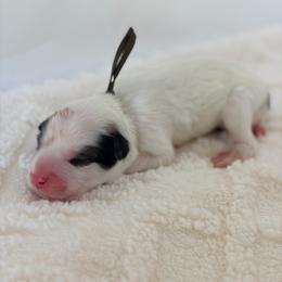Tater - Brown Collar - White and badger male Great Pyrenees puppy in San Marcos, California from Faith Family Freedom Farm