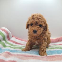 Biscuit - Apricot male Poodle puppy in Kannapolis, North Carolina from Carolina Great Danes & Toy Poodles