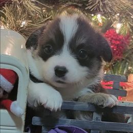 Purple bandana girl - Black and tan female Pembroke Welsh Corgi puppy in Cherokee, Oklahoma from MCS Farms-OK