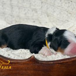 Tesla - Tri-color female Bernedoodle puppy in Henry, Illinois from Rowe Farms Doodles