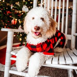 Sage - Goldendoodle
